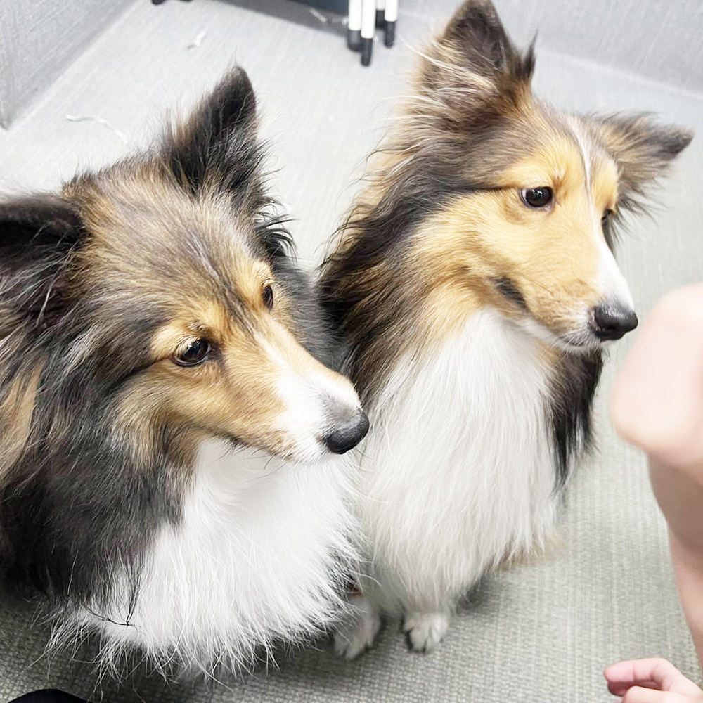 生徒が撮影したモデル犬の写真③